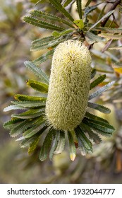 Wallum Banksia Tree In Flower