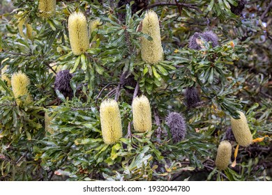 Wallum Banksia Tree In Flower