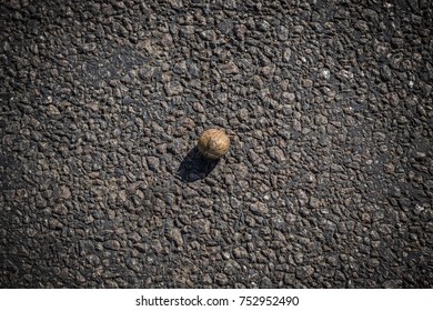 walnut