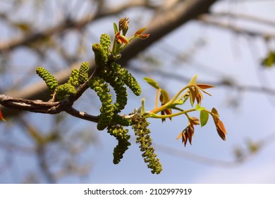 3,703 Walnut blossom Images, Stock Photos & Vectors | Shutterstock