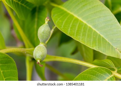 Walnut Branch With Closeup Small Fruits - Shutterstock ID 1385401181