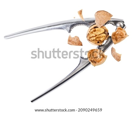 Walnut chopped with nutcracker drops close-up on a white background, cut out. Isolated