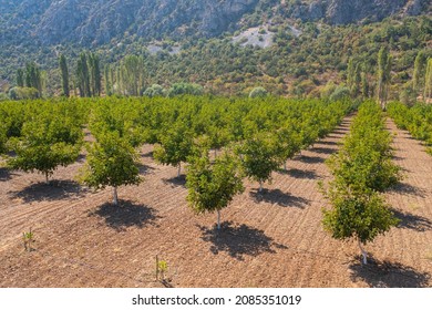 Walnut Farm Aerial View, Agriculture Walnut Farmland, Walnut Trees