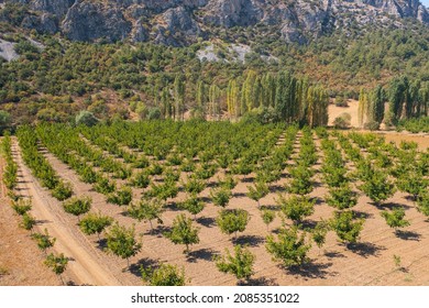 Walnut Farm Aerial View, Agriculture Walnut Farmland, Walnut Trees