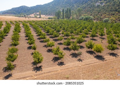 Walnut Farm Aerial View, Agriculture Walnut Farmland, Walnut Trees