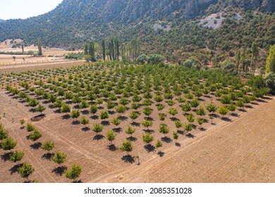 Walnut Farm Aerial View, Agriculture Walnut Farmland, Walnut Trees