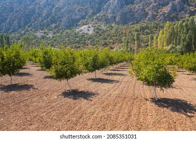 Walnut Farm Aerial View, Agriculture Walnut Farmland, Walnut Trees