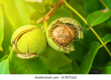 4,337 Walnut orchard Images, Stock Photos & Vectors | Shutterstock