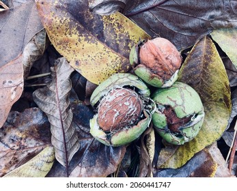 5,262 Fallen nut Images, Stock Photos & Vectors | Shutterstock