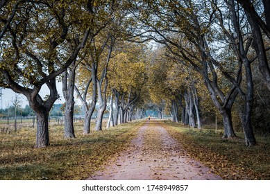 Walnut Grove Lane In The Netherlands