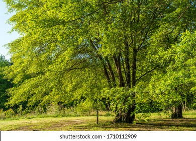 A Walnut Grove On An April Morning.