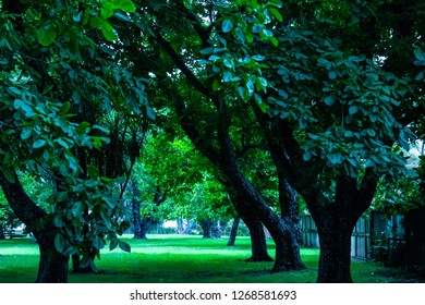 A Walnut Grove In The Sunshine 