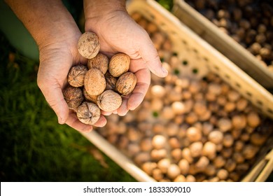 Walnut harvest. Walnuts in the basket on the green grass.