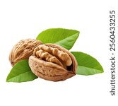 Walnut isolated on white background