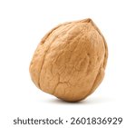Walnut isolated on white. Clipping path.