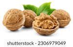 Walnut isolated. Unpeeled walnuts with a nut half and leaves on white background. Walnut nuts horizontal composition. Side view. With clipping path. Full depth of field.