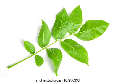 Walnut Leaf