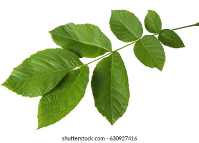 Walnut Leaf Isolated On White 