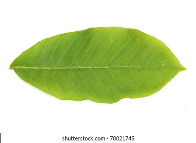 Walnut Leaf Isolated On White Stock Photo 78021745 | Shutterstock