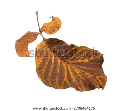 Walnut leaf on a white background. Soft focus. Autumn walnut leaf.