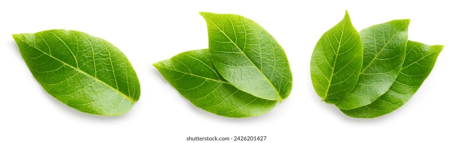 Walnut leaves collection. Leaves top view isolated. Green walnut leaf on white background. Flat lay leaf with clipping path. Full depth of field. Perfect not AI walnut leaf, true photo.