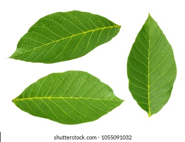 Walnut Leaves Isolated On White Background