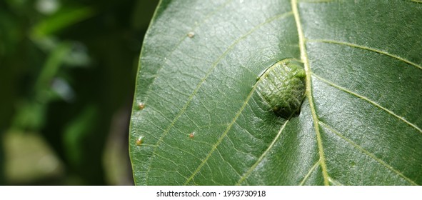 Walnut Leaves With Traces Of Beetle Pupa