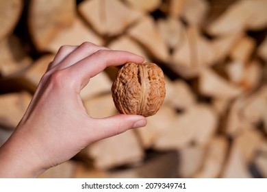 Walnut Nuts  -  Big Size Kernels On Human Hands, Healthy Food, Produce The Juglans Regia Tree In The Nut Orchard. Rustic, Natural Background.