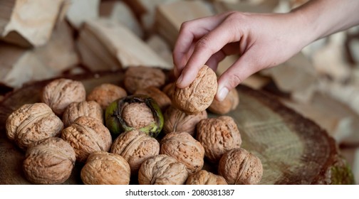 Walnut Nuts  -  Big Size Kernels On Human Hands, Healthy Food, Produce The Juglans Regia Tree In The Nut Orchard. Rustic, Natural Background.