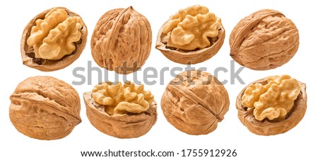 Walnut nuts, shelled and in shell, set isolated on white background. Package design element with clipping path