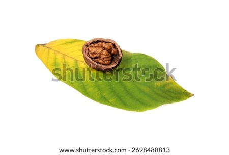 Walnut on a white background. Split Walnut. Soft focus. Walnut lies on an autumn walnut leaf.