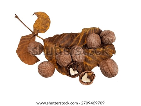 Walnut on a white background. Split Walnut. Soft focus. Walnut lies on an autumn walnut leaf.