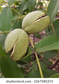 Walnut in an opened green shell on a tree close up.