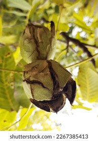 Walnut in an opened green shell on a tree close up.