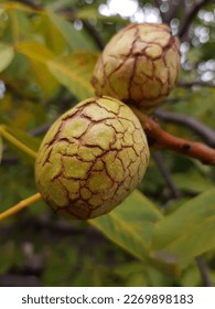 Walnut in an opened green shell on a tree close up.