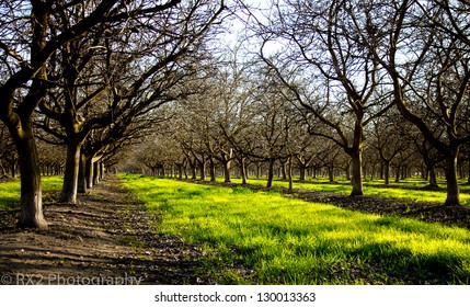 Walnut Orchard Background