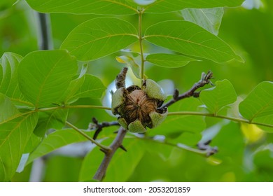 Walnut Ripe On Tree, Green Walnut Shell Burst On Tree. Walnut Farm