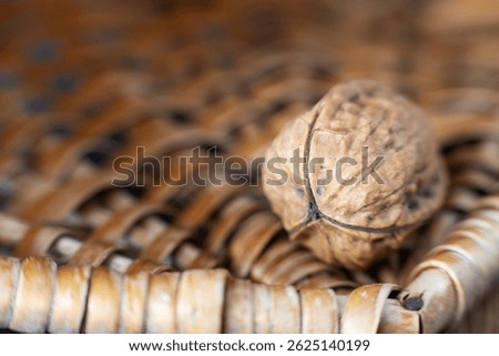 Walnut with three shells. The walnut with its particolar shape, tripartite or trilobate, which is a rarity, a bit like the four-leaf  clover, according to some beliefs is a powerful lucky charm