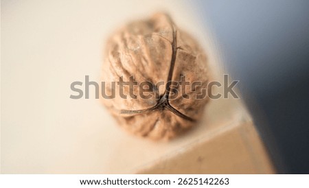 Walnut with three shells. The walnut with its particolar shape, tripartite or trilobate, which is a rarity, a bit like the four-leaf  clover, according to some beliefs is a powerful lucky charm