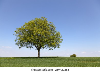 Walnut Tree Images, Stock Photos & Vectors | Shutterstock