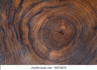 Walnut - Tree