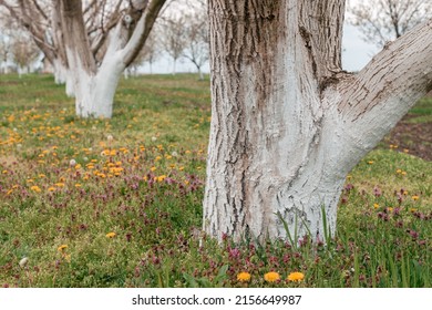 Walnut tree bark whitewashed with white lime mixture to prevent sunburns, organic fruit orchard detail
