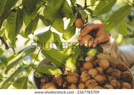 Walnut tree with big nuts in green shell close up, harvesting time.