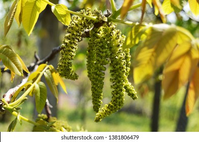 3,703 Walnut blossom Images, Stock Photos & Vectors | Shutterstock