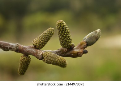 2,526 Walnut tree blossom Images, Stock Photos & Vectors | Shutterstock