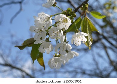 2,526 Walnut tree blossom Images, Stock Photos & Vectors | Shutterstock