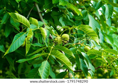 
walnut tree, green unripe walnut on a branch, organic walnut plantation