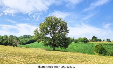 Walnut Tree Isolated In Dordogne