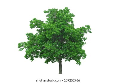 Walnut Tree Isolated On White