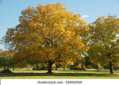 Walnut Tree (Juglandaceae )